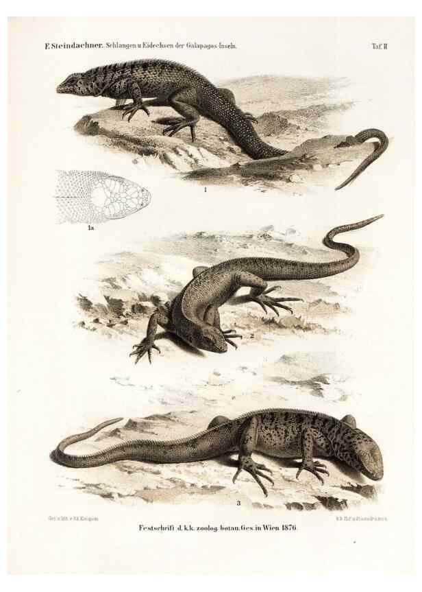 Reproducción/Reproduction 7676232402: Die schlangen und eidechsen der Galapagos-inseln /. Wien :K.K. Zoologisch-botanischen gesellschaft,1876.