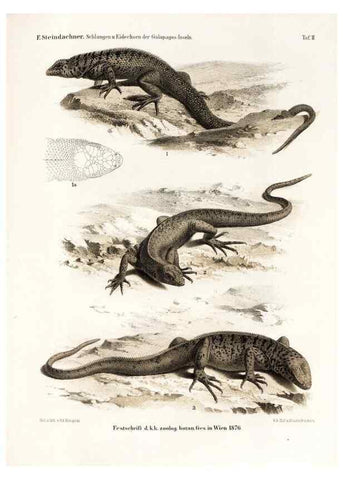 Reproducción/Reproduction 7676232402: Die schlangen und eidechsen der Galapagos-inseln /. Wien :K.K. Zoologisch-botanischen gesellschaft,1876.