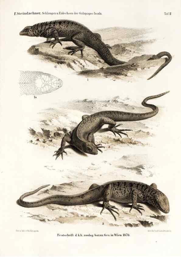 Reproducción/Reproduction 7676232402: Die schlangen und eidechsen der Galapagos-inseln /. Wien :K.K. Zoologisch-botanischen gesellschaft,1876.