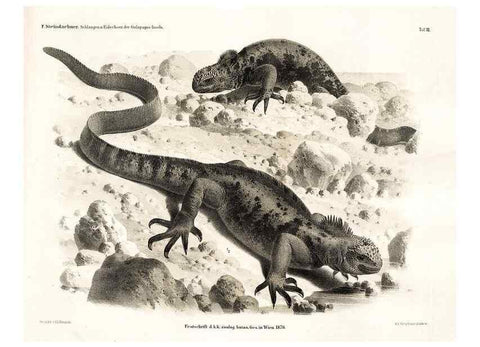 Reproducción/Reproduction 7676233244: Die schlangen und eidechsen der Galapagos-inseln /. Wien :K.K. Zoologisch-botanischen gesellschaft,1876.