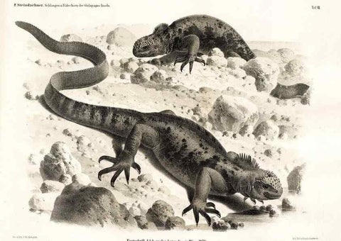 Reproducción/Reproduction 7676233244: Die schlangen und eidechsen der Galapagos-inseln /. Wien :K.K. Zoologisch-botanischen gesellschaft,1876.