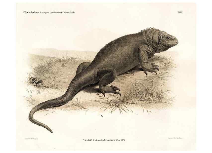 Reproducción/Reproduction 7676233974: Die schlangen und eidechsen der Galapagos-inseln /. Wien :K.K. Zoologisch-botanischen gesellschaft,1876.