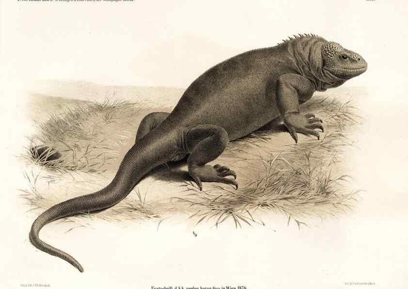 Reproducción/Reproduction 7676233974: Die schlangen und eidechsen der Galapagos-inseln /. Wien :K.K. Zoologisch-botanischen gesellschaft,1876.