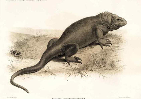 Reproducción/Reproduction 7676233974: Die schlangen und eidechsen der Galapagos-inseln /. Wien :K.K. Zoologisch-botanischen gesellschaft,1876.