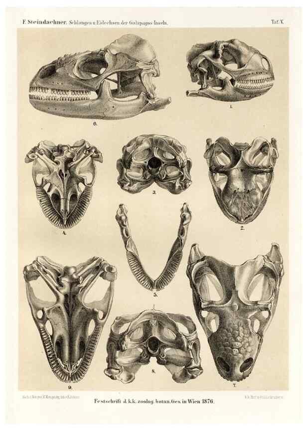 Reproducción/Reproduction 7676234960: Die schlangen und eidechsen der Galapagos-inseln /. Wien :K.K. Zoologisch-botanischen gesellschaft,1876.