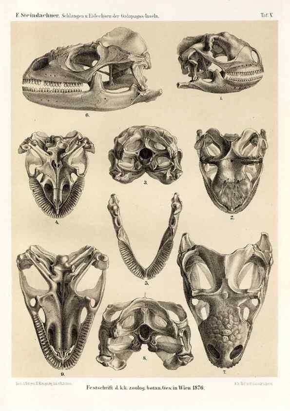 Reproducción/Reproduction 7676234960: Die schlangen und eidechsen der Galapagos-inseln /. Wien :K.K. Zoologisch-botanischen gesellschaft,1876.
