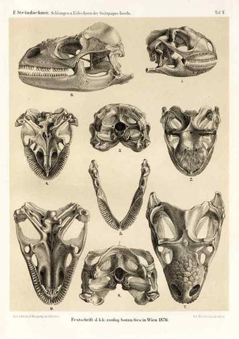 Reproducción/Reproduction 7676234960: Die schlangen und eidechsen der Galapagos-inseln /. Wien :K.K. Zoologisch-botanischen gesellschaft,1876.