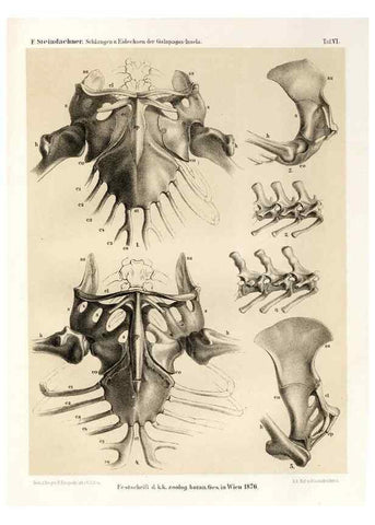 Reproducción/Reproduction 7676235916: Die schlangen und eidechsen der Galapagos-inseln /. Wien :K.K. Zoologisch-botanischen gesellschaft,1876.