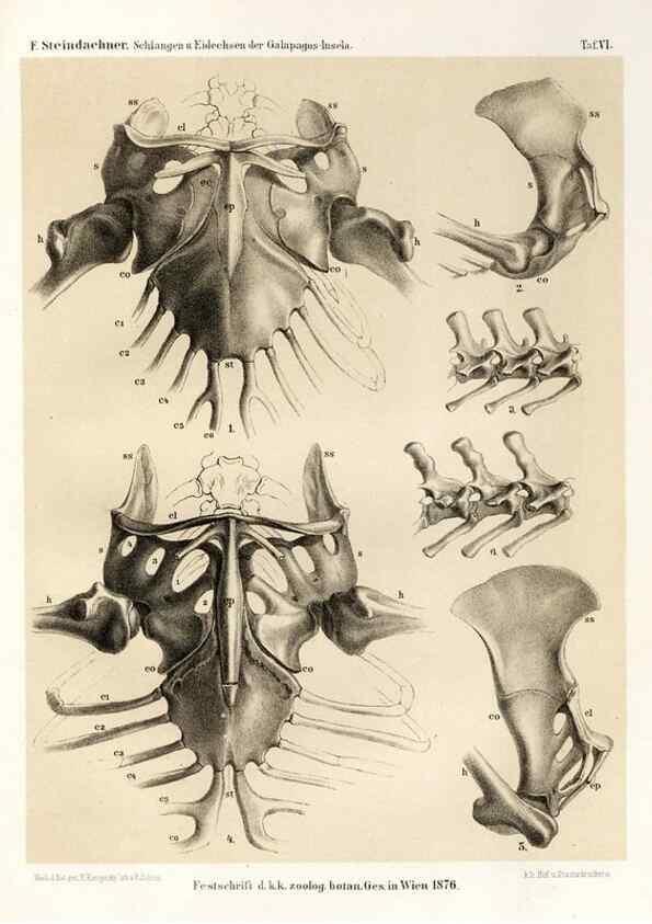 Reproducción/Reproduction 7676235916: Die schlangen und eidechsen der Galapagos-inseln /. Wien :K.K. Zoologisch-botanischen gesellschaft,1876.