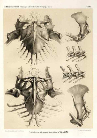 Reproducción/Reproduction 7676235916: Die schlangen und eidechsen der Galapagos-inseln /. Wien :K.K. Zoologisch-botanischen gesellschaft,1876.