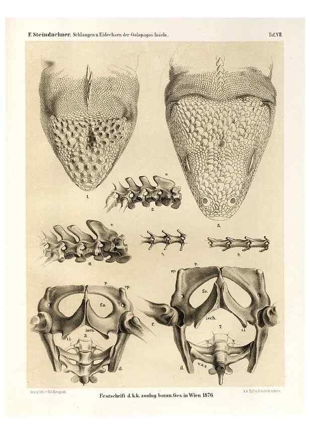 Reproducción/Reproduction 7676236994: Die schlangen und eidechsen der Galapagos-inseln /. Wien :K.K. Zoologisch-botanischen gesellschaft,1876.