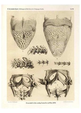 Reproducción/Reproduction 7676236994: Die schlangen und eidechsen der Galapagos-inseln /. Wien :K.K. Zoologisch-botanischen gesellschaft,1876.