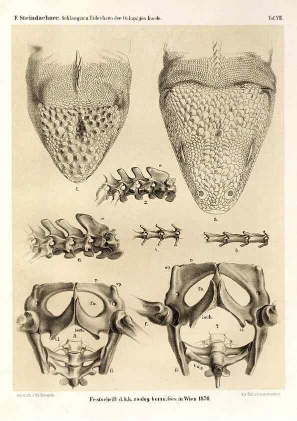 Reproducción/Reproduction 7676236994: Die schlangen und eidechsen der Galapagos-inseln /. Wien :K.K. Zoologisch-botanischen gesellschaft,1876.