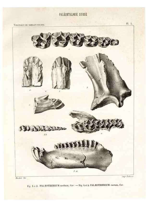 Reproducción/Reproduction 7676264210: Mémoire sur les animaux vertébrés trouvés dans le terrain sidérolitique du canton de Vaud et appartenant à la faune éocène /. Genève :Kessmann,1855-57.