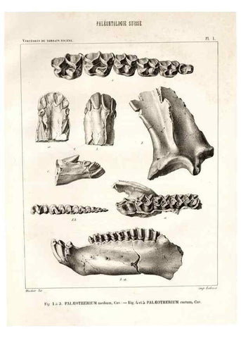 Reproducción/Reproduction 7676264210: Mémoire sur les animaux vertébrés trouvés dans le terrain sidérolitique du canton de Vaud et appartenant à la faune éocène /. Genève :Kessmann,1855-57.