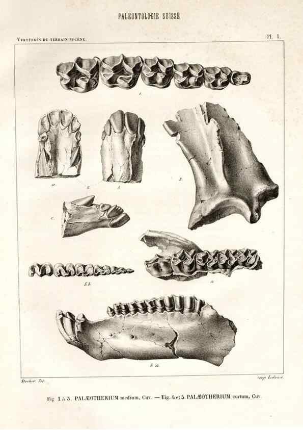 Reproducción/Reproduction 7676264210: Mémoire sur les animaux vertébrés trouvés dans le terrain sidérolitique du canton de Vaud et appartenant à la faune éocène /. Genève :Kessmann,1855-57.