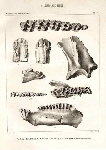 Reproducción/Reproduction 7676264210: Mémoire sur les animaux vertébrés trouvés dans le terrain sidérolitique du canton de Vaud et appartenant à la faune éocène /. Genève :Kessmann,1855-57.
