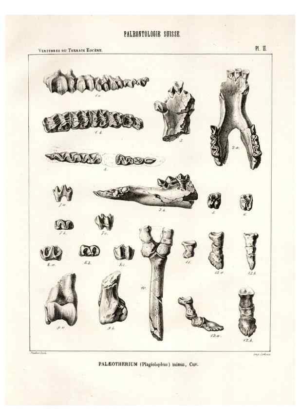 Reproducción/Reproduction 7676265362: Mémoire sur les animaux vertébrés trouvés dans le terrain sidérolitique du canton de Vaud et appartenant à la faune éocène /. Genève :Kessmann,1855-57.