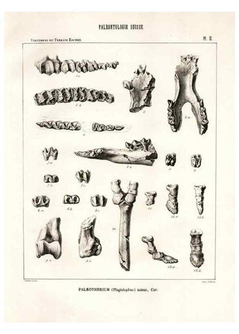 Reproducción/Reproduction 7676265362: Mémoire sur les animaux vertébrés trouvés dans le terrain sidérolitique du canton de Vaud et appartenant à la faune éocène /. Genève :Kessmann,1855-57.