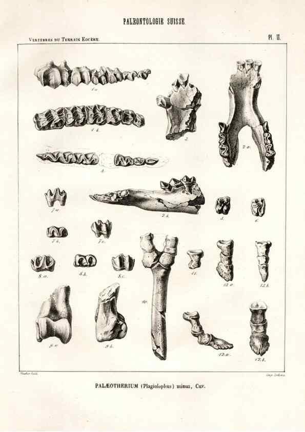 Reproducción/Reproduction 7676265362: Mémoire sur les animaux vertébrés trouvés dans le terrain sidérolitique du canton de Vaud et appartenant à la faune éocène /. Genève :Kessmann,1855-57.