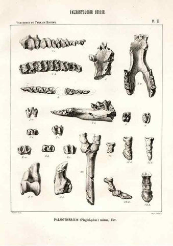 Reproducción/Reproduction 7676265362: Mémoire sur les animaux vertébrés trouvés dans le terrain sidérolitique du canton de Vaud et appartenant à la faune éocène /. Genève :Kessmann,1855-57.
