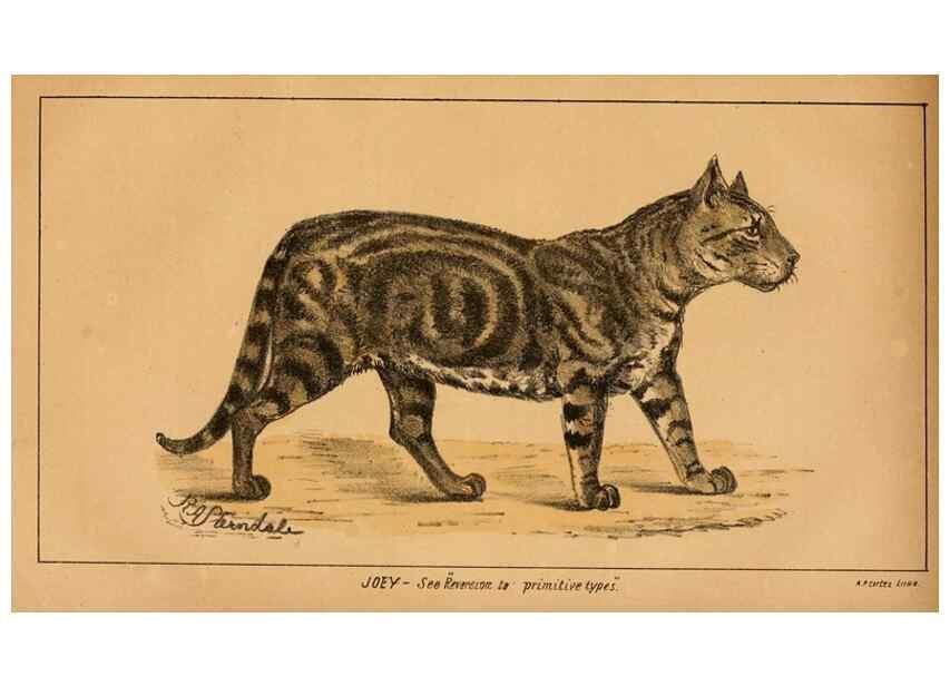Reproducción/Reproduction 7652077092: The Journal of the Bombay Natural History Society.. Bombay :The Society,