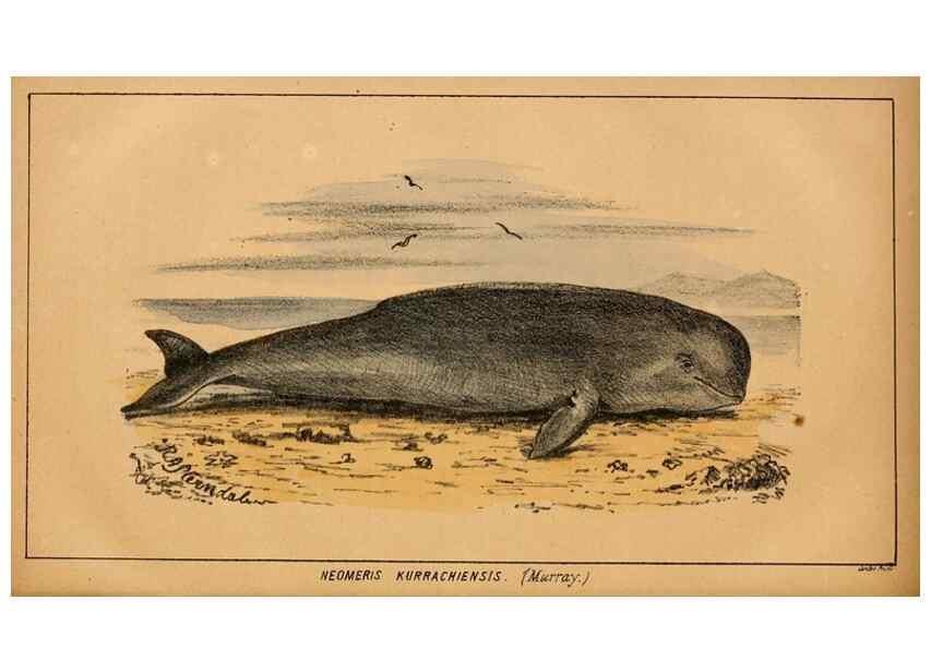 Reproducción/Reproduction 7652075360: The Journal of the Bombay Natural History Society.. Bombay :The Society,