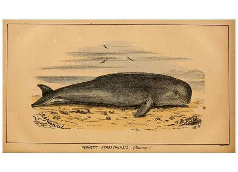 Reproducción/Reproduction 7652075360: The Journal of the Bombay Natural History Society.. Bombay :The Society,