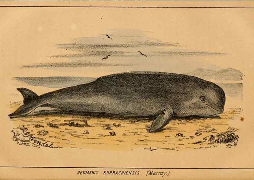 Reproducción/Reproduction 7652075360: The Journal of the Bombay Natural History Society.. Bombay :The Society,