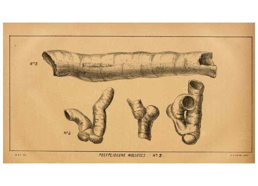 Reproducción/Reproduction 7652073826: The Journal of the Bombay Natural History Society.. Bombay :The Society,