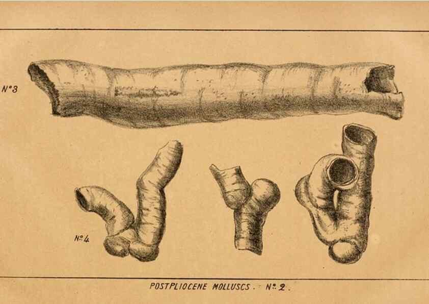 Reproducción/Reproduction 7652073826: The Journal of the Bombay Natural History Society.. Bombay :The Society,