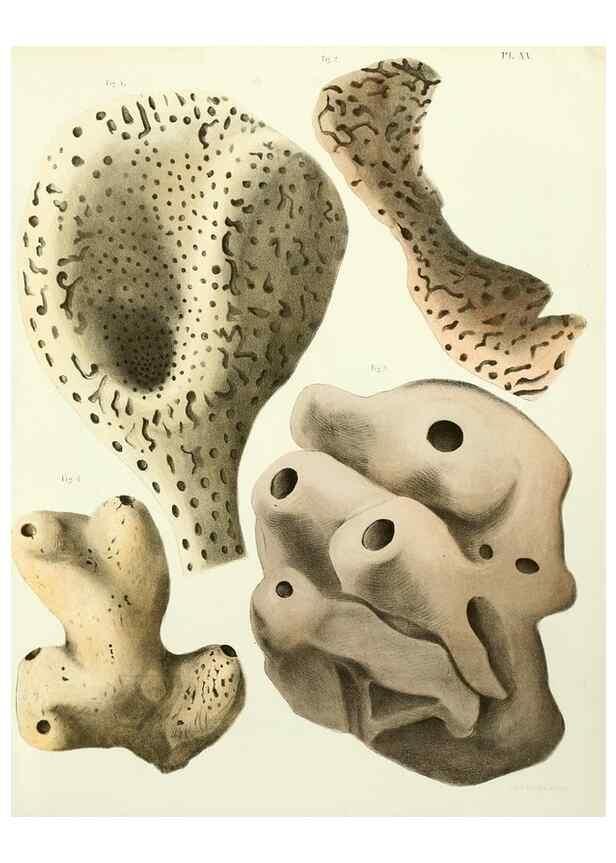 Reproducción/Reproduction 7643328966: Spongiaires de la mer Caraïbe,. Harlem,Les héritiers Loosjes,1864.