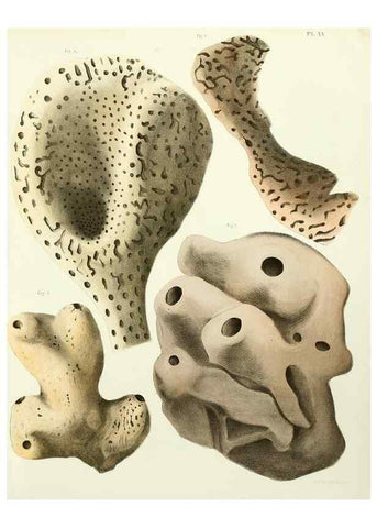 Reproducción/Reproduction 7643328966: Spongiaires de la mer Caraïbe,. Harlem,Les héritiers Loosjes,1864.