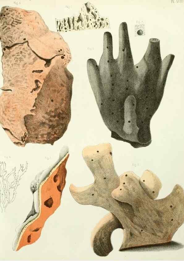 Reproducción/Reproduction 7643330704: Spongiaires de la mer Caraïbe,. Harlem,Les héritiers Loosjes,1864.