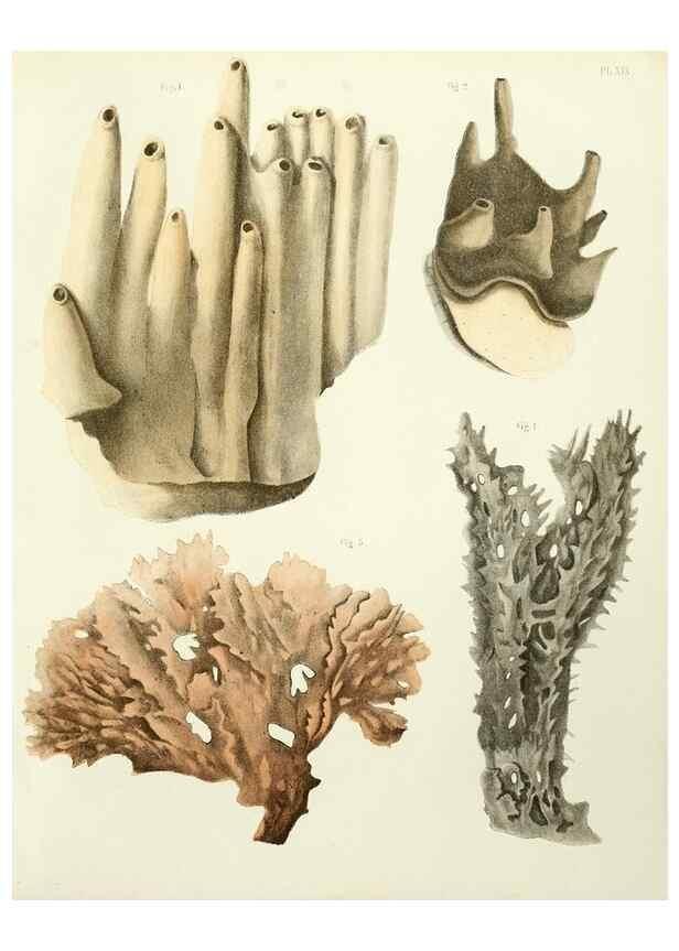 Reproducción/Reproduction 7643331354: Spongiaires de la mer Caraïbe,. Harlem,Les héritiers Loosjes,1864.