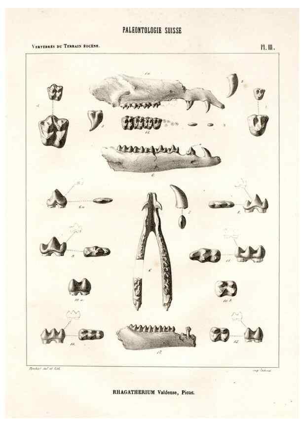 Reproducción/Reproduction 7676266262: Mémoire sur les animaux vertébrés trouvés dans le terrain sidérolitique du canton de Vaud et appartenant à la faune éocène /. Genève :Kessmann,1855-57.