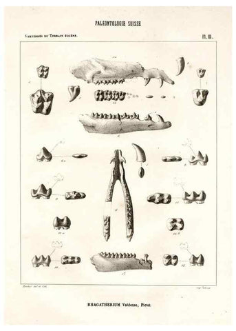 Reproducción/Reproduction 7676266262: Mémoire sur les animaux vertébrés trouvés dans le terrain sidérolitique du canton de Vaud et appartenant à la faune éocène /. Genève :Kessmann,1855-57.