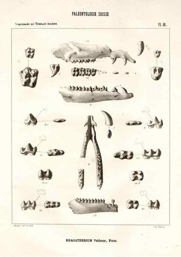Reproducción/Reproduction 7676266262: Mémoire sur les animaux vertébrés trouvés dans le terrain sidérolitique du canton de Vaud et appartenant à la faune éocène /. Genève :Kessmann,1855-57.
