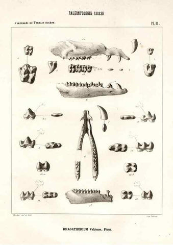 Reproducción/Reproduction 7676266262: Mémoire sur les animaux vertébrés trouvés dans le terrain sidérolitique du canton de Vaud et appartenant à la faune éocène /. Genève :Kessmann,1855-57.