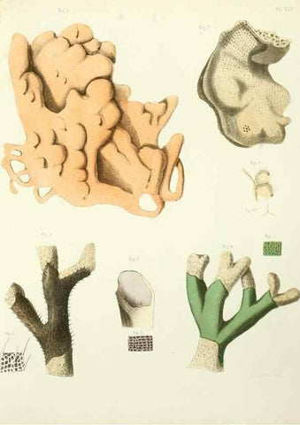Reproducción/Reproduction 7643333922: Spongiaires de la mer Caraïbe,. Harlem,Les héritiers Loosjes,1864.