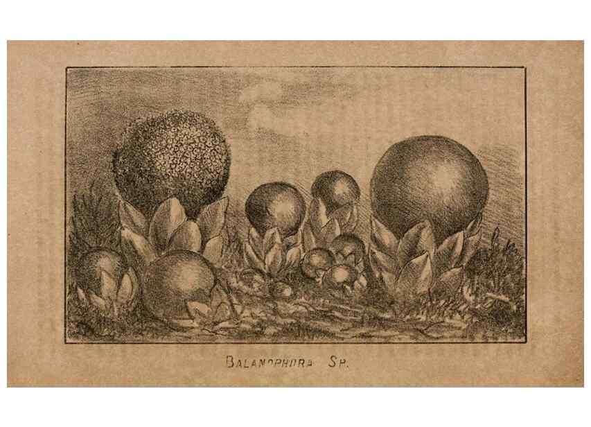 Reproducción/Reproduction 7652065008: The Journal of the Bombay Natural History Society.. Bombay :The Society,