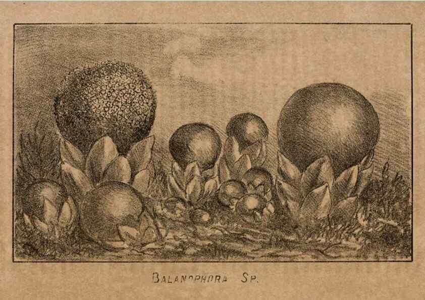 Reproducción/Reproduction 7652065008: The Journal of the Bombay Natural History Society.. Bombay :The Society,