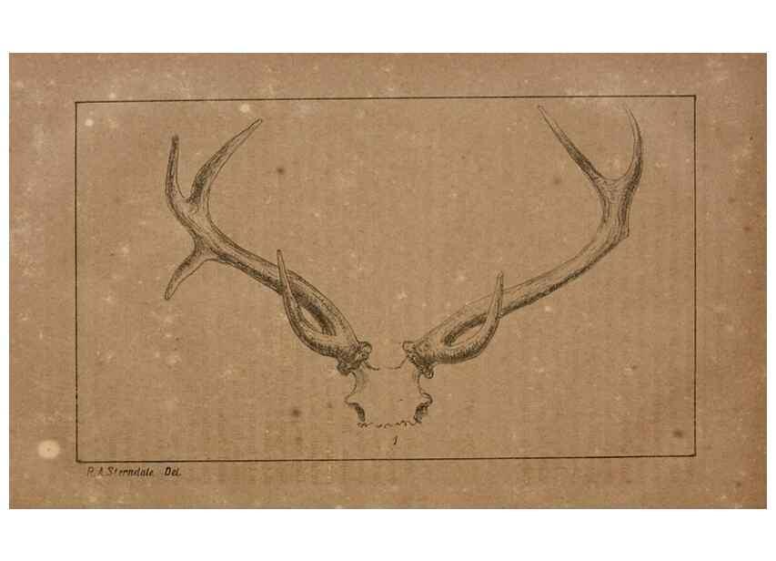 Reproducción/Reproduction 7652066762: The Journal of the Bombay Natural History Society.. Bombay :The Society,