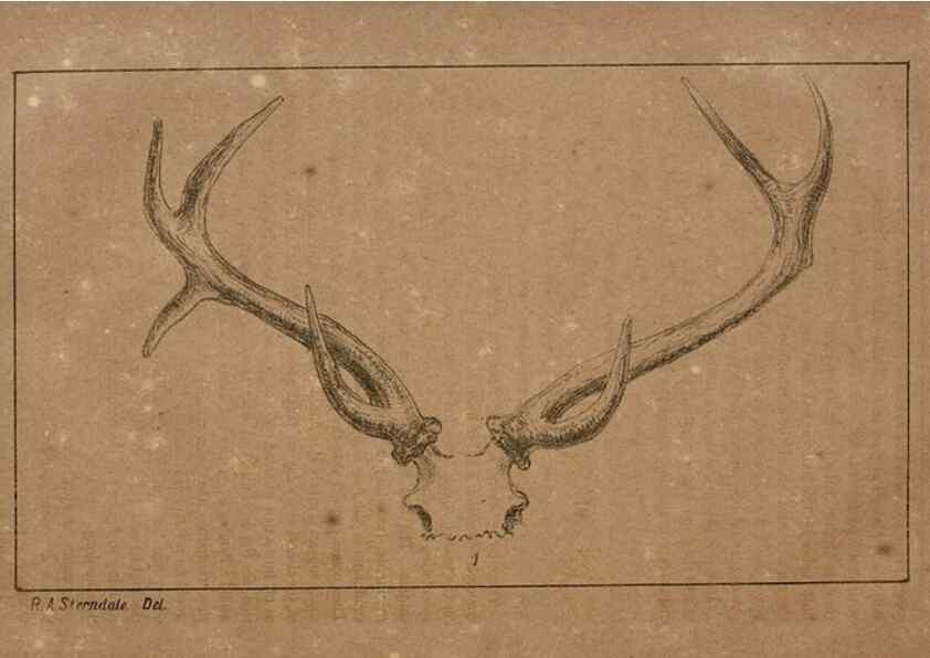 Reproducción/Reproduction 7652066762: The Journal of the Bombay Natural History Society.. Bombay :The Society,