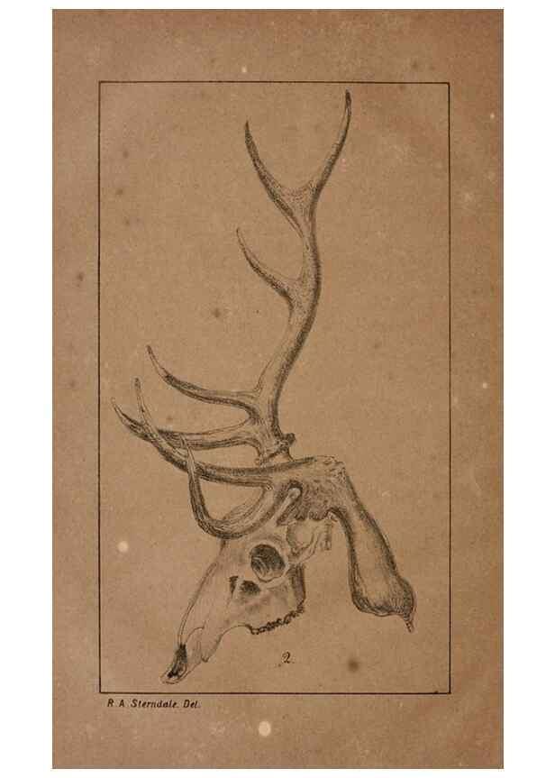 Reproducción/Reproduction 7652068134: The Journal of the Bombay Natural History Society.. Bombay :The Society,