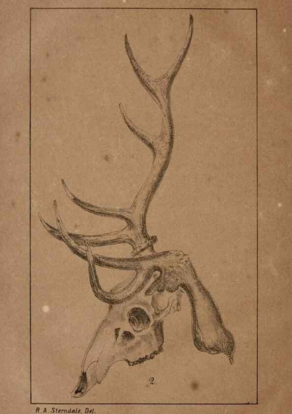 Reproducción/Reproduction 7652068134: The Journal of the Bombay Natural History Society.. Bombay :The Society,