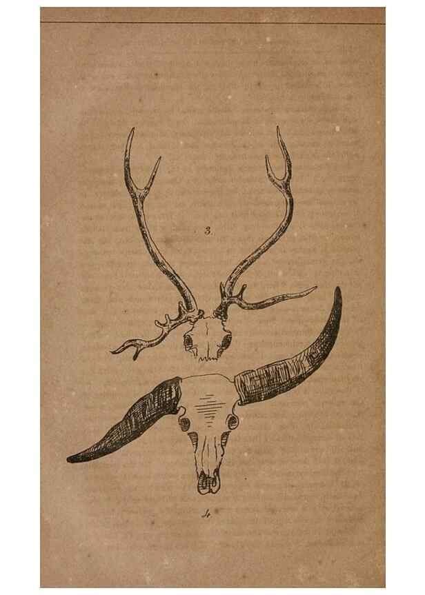 Reproducción/Reproduction 7652069556: The Journal of the Bombay Natural History Society.. Bombay :The Society,
