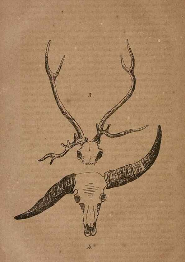 Reproducción/Reproduction 7652069556: The Journal of the Bombay Natural History Society.. Bombay :The Society,