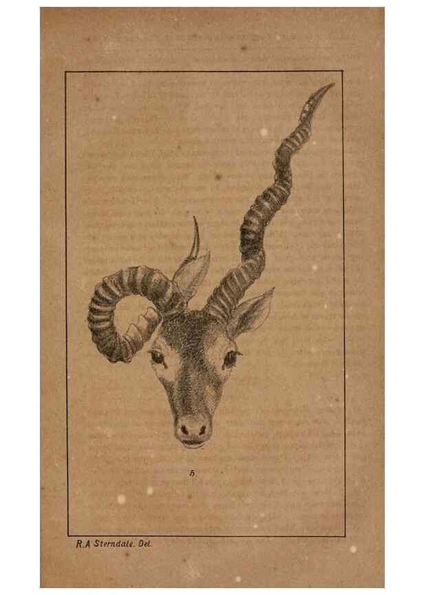 Reproducción/Reproduction 7652071050: The Journal of the Bombay Natural History Society.. Bombay :The Society,