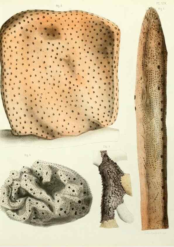 Reproducción/Reproduction 7643328352: Spongiaires de la mer Caraïbe,. Harlem,Les héritiers Loosjes,1864.